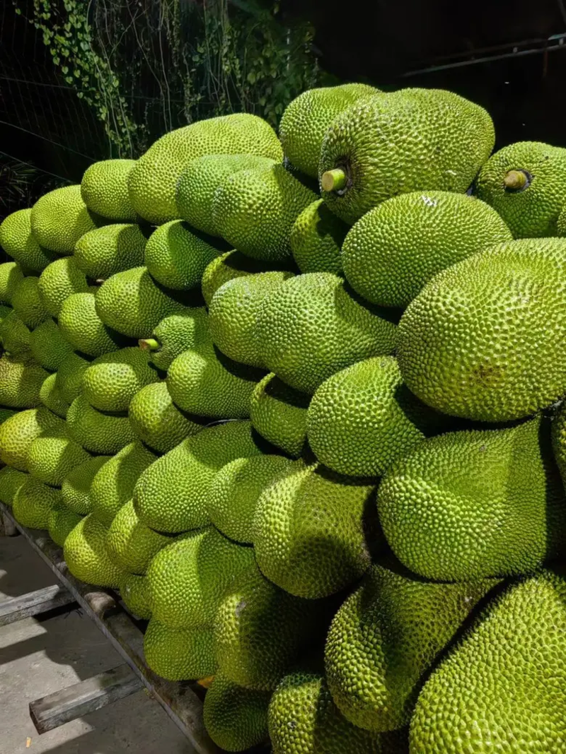 马来西亚1号菠萝蜜黄肉菠萝蜜现摘现发供应全国档口商超社团