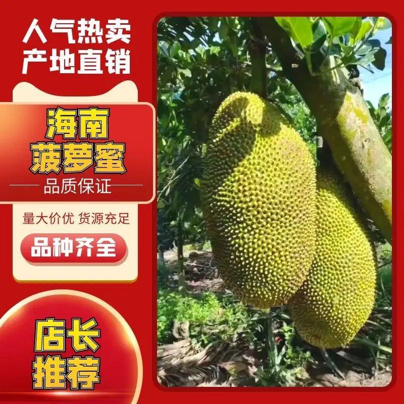 马来西亚1号菠萝蜜黄肉菠萝蜜现摘现发供应全国档口商超社团