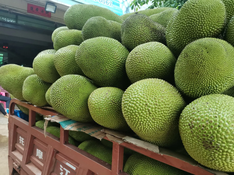 海南黄肉菠萝蜜一手货源视频看货以质论价欢迎咨询