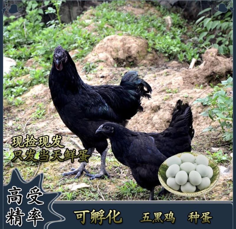 【包邮】五黑鸡种蛋受精蛋绿壳土鸡种蛋受精90%