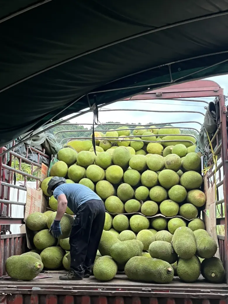 海南马来西亚1号黄肉菠萝蜜产地直发品质保证欢迎咨询合作