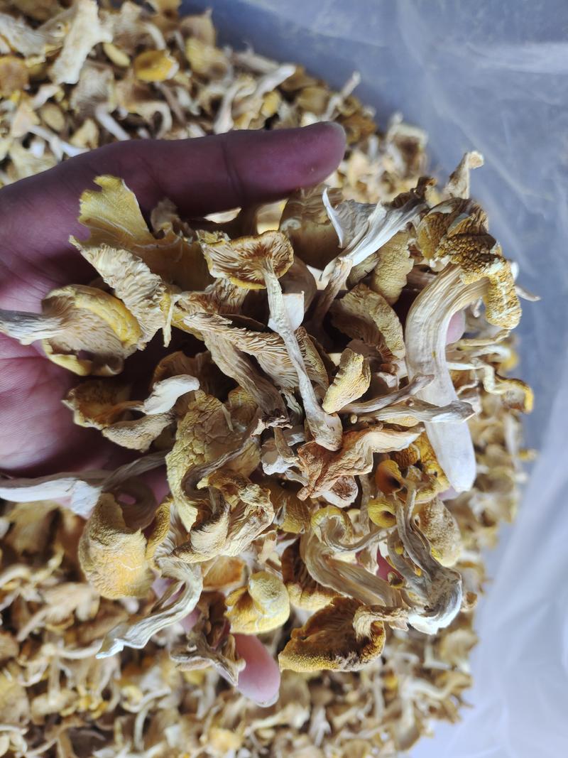 新货鸡油菌干货云南特产黄蘑黄丝菌黄金蘑菇菌菇香菇煲汤净重