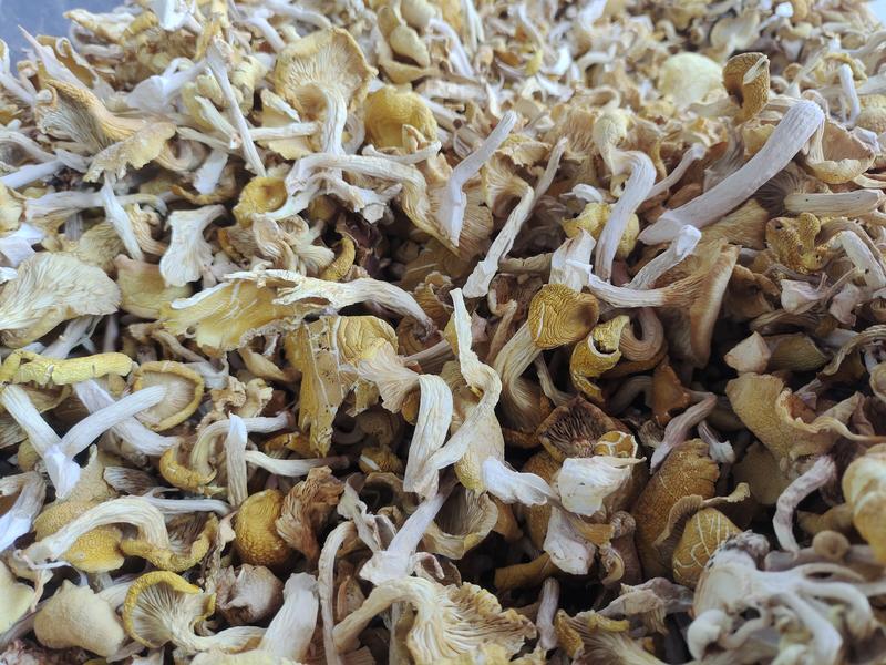 新货鸡油菌干货云南特产黄蘑黄丝菌黄金蘑菇菌菇香菇煲汤净重