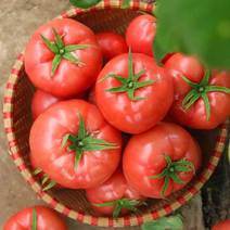 西红柿，番茄，大红西红柿，产地一条龙服务，价格美丽，