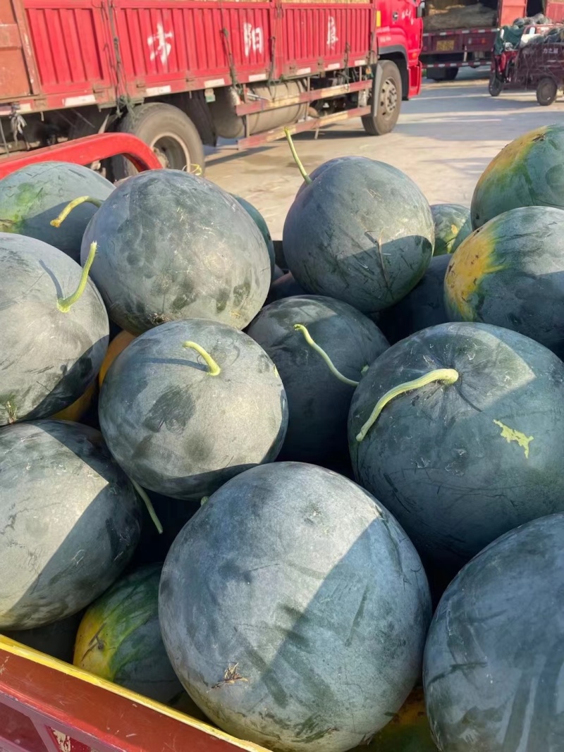 陕西黑无籽自家基地露天种植颗颗精选包熟包甜现场挑瓜随装随