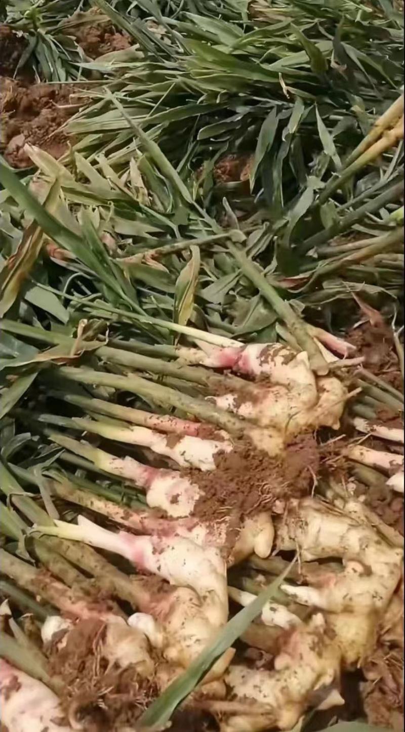 辽宁生姜精品大黄姜产地直供量大从优质量保证全国发货