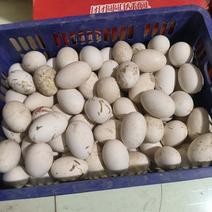 纯种大三花种鹅蛋产量每天约1600枚孵化场可