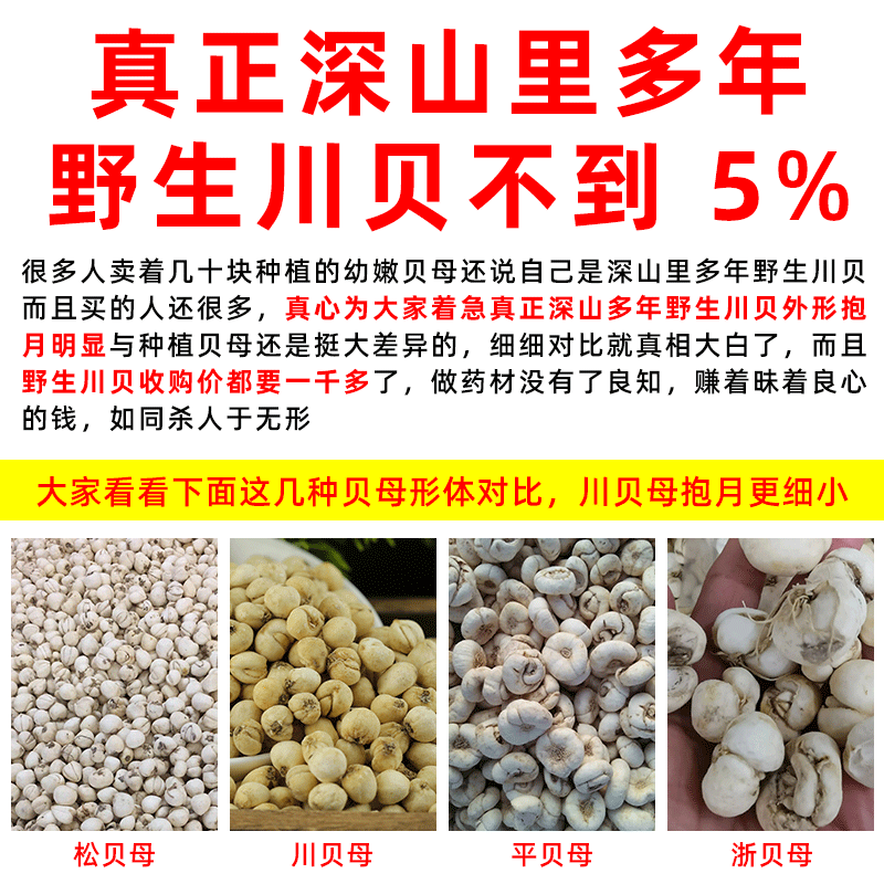 无硫川贝平贝川贝母贝母平贝母松贝