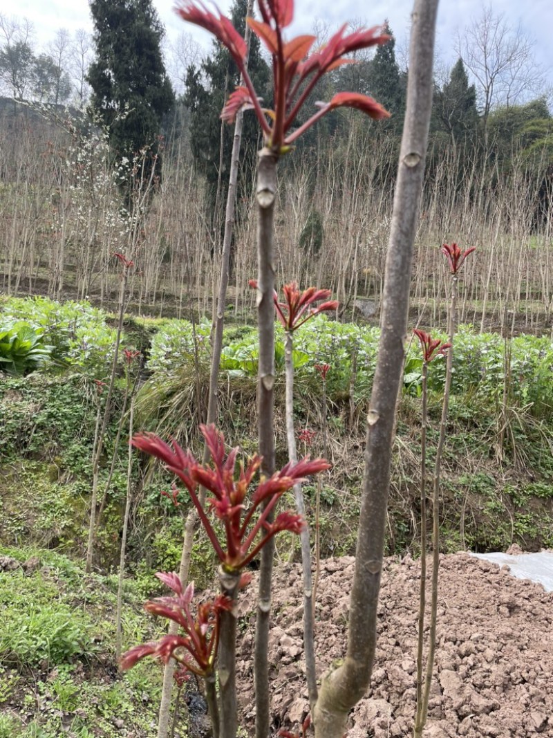 大竹香椿，香椿原产地，头茬香椿，代收咸菜货