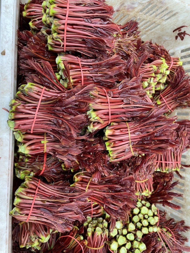 大竹香椿，香椿原产地，头茬香椿，代收咸菜货