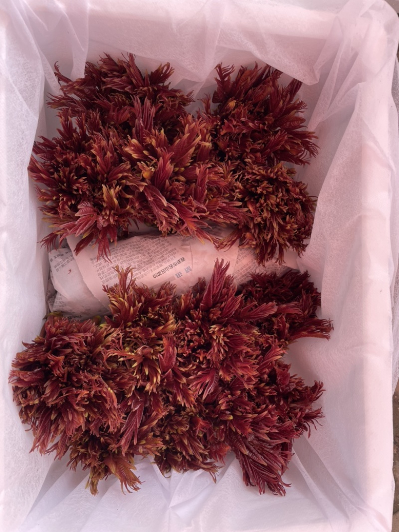 大竹香椿，香椿原产地，头茬香椿，代收咸菜货