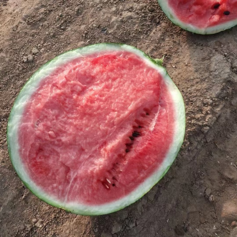 渭南蒲城甜王西瓜脆瓤瓜甜汁水丰富无空心实地看货视频看货