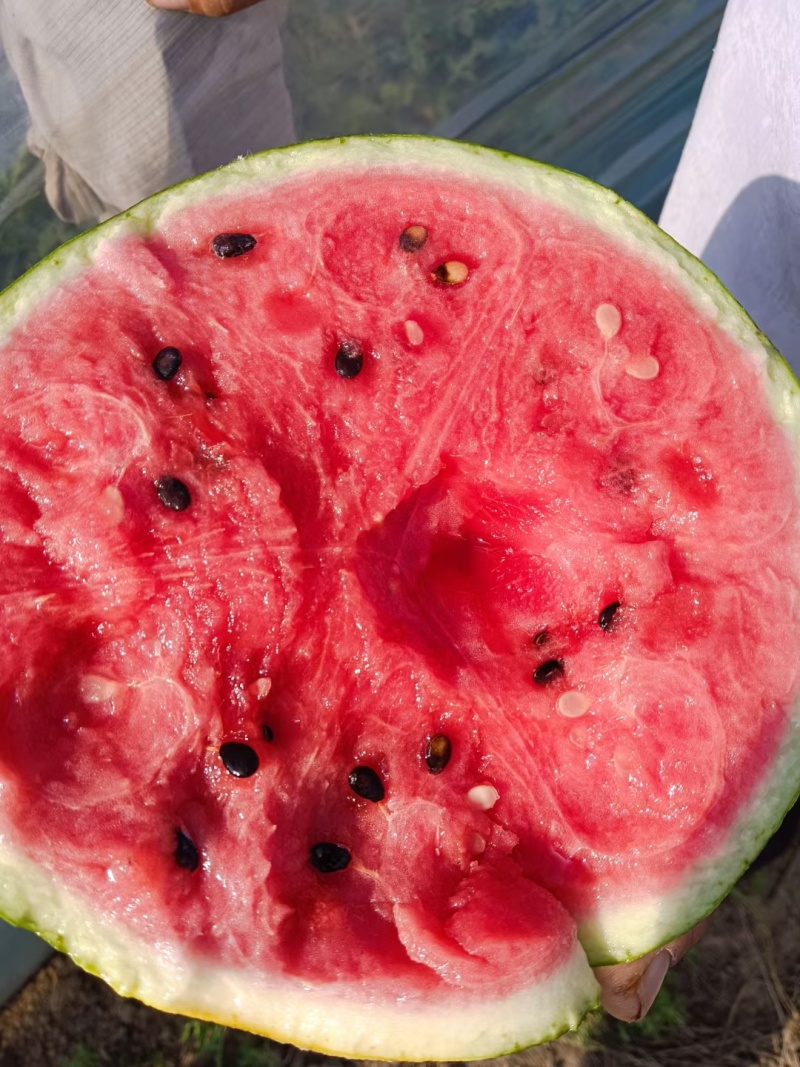 渭南蒲城甜王西瓜脆瓤瓜甜汁水丰富无空心实地看货视频看货