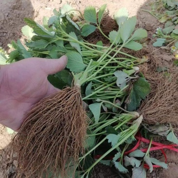 脱毒草莓苗妙香3号7号优质草莓苗品种齐全品种保证电联