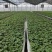红颜草莓苗裸根草莓苗量大价优全国发货技术指导电联
