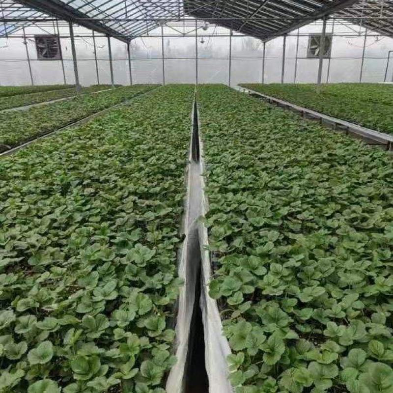 红颜草莓苗裸根草莓苗量大价优全国发货技术指导电联