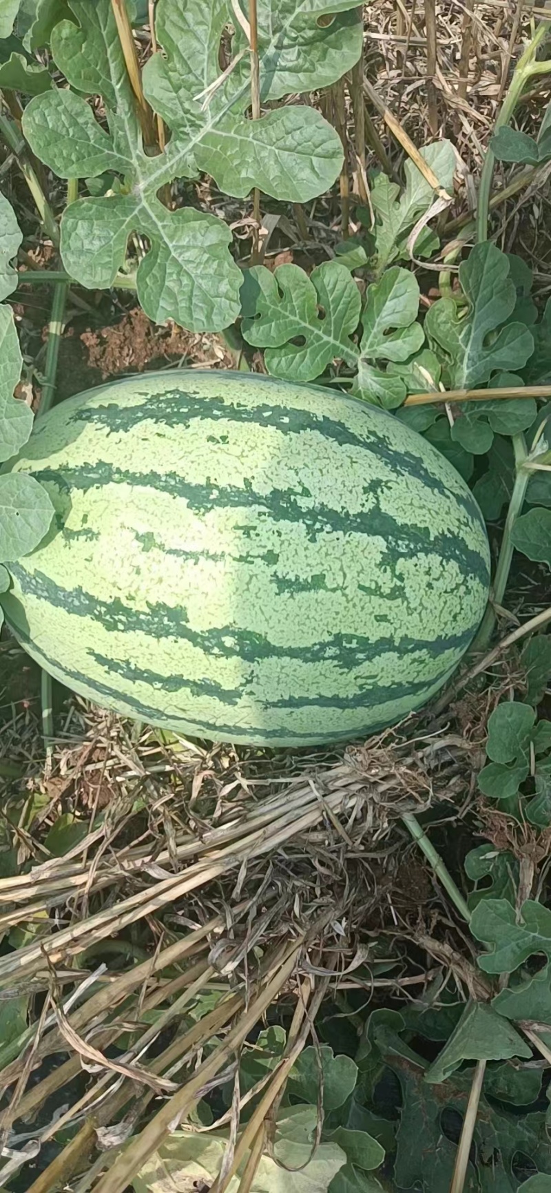 陕西西瓜金城五号硒砂瓜沙地种植提供纸箱托盘标签备货快包食