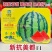 新品种西瓜种子卡其新抗美都西瓜种子糖度高甘甜酥脆圆形红瓤