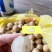 龙贡果苗嫁接苗带土带叶发货的