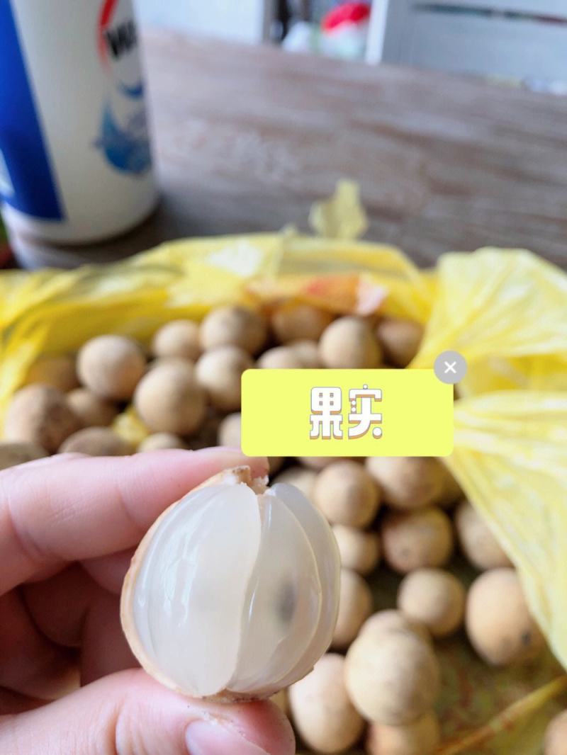 龙贡果苗嫁接苗带土带叶发货的
