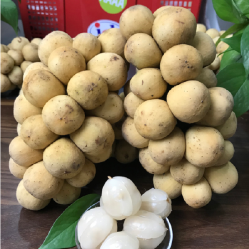 龙贡果苗嫁接苗带土带叶发货的
