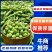 精品豌豆荚万亩基地量大从优颗粒饱满质量保证