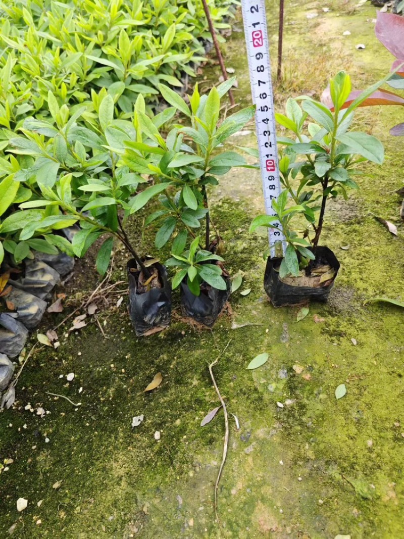 毛杜鹃小杯苗