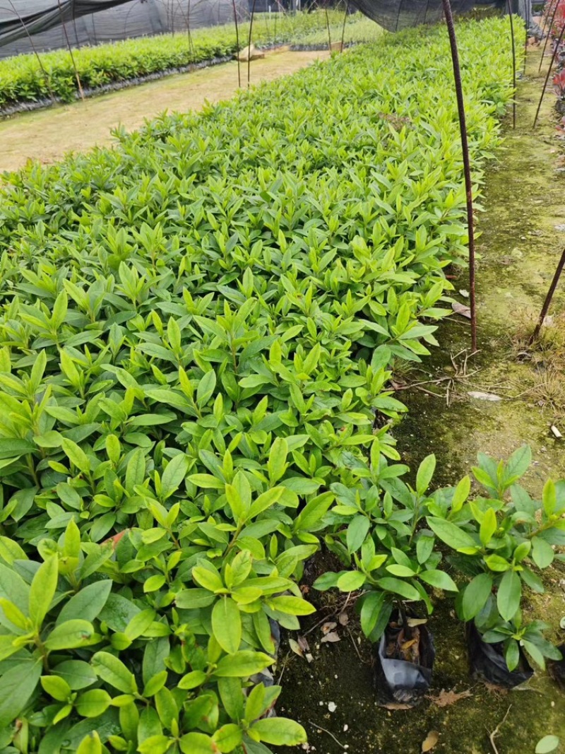 毛杜鹃小杯苗