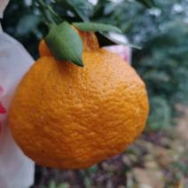 【推荐】四川省眉山市柑橘不知火，纯甜无渣，价格真实