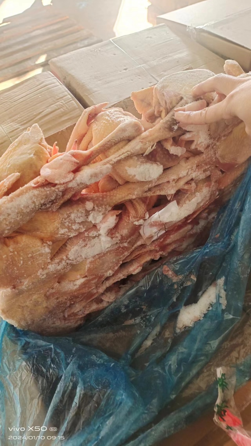 二级老母鸡，全净膛，纯干货，11公斤箱装的，现货出售