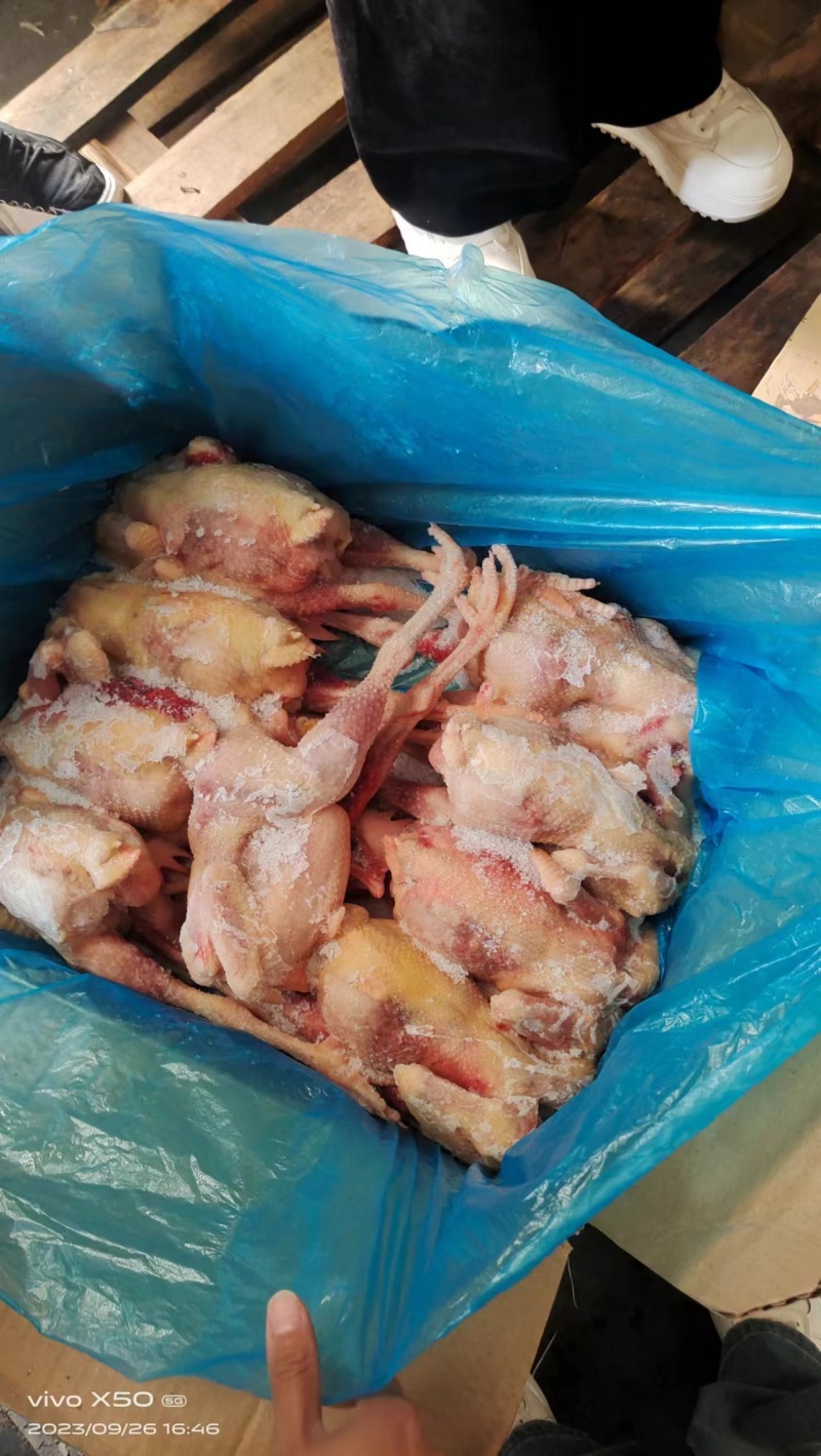二级老母鸡，全净膛，纯干货，11公斤箱装的，现货出售