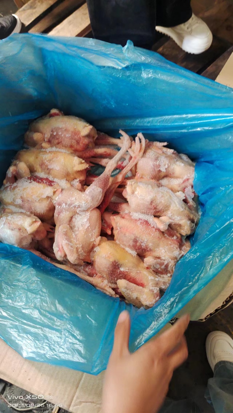 二级老母鸡，全净膛，纯干货，11公斤箱装的，现货出售