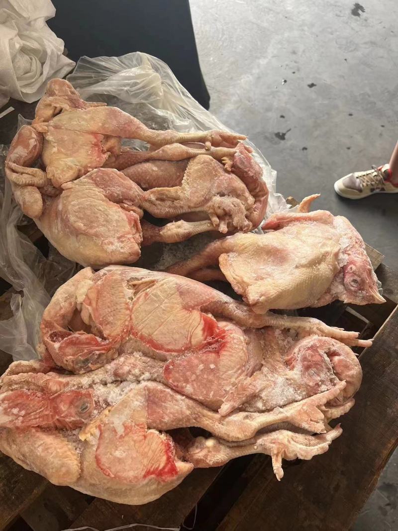 三黄鸡，白条鸡，生长45天左右的，一级二级都有，长期屠宰