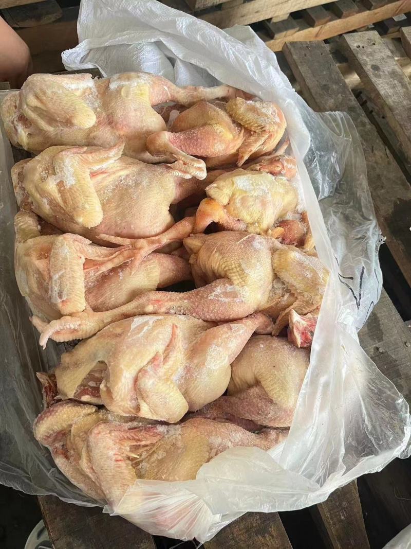 三黄鸡，白条鸡，生长45天左右的，一级二级都有，长期屠宰