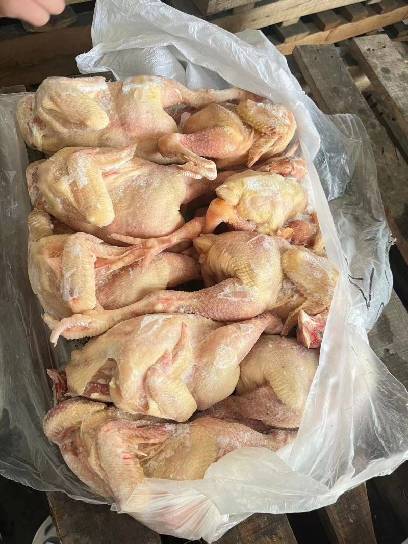 三黄鸡，白条鸡，生长45天左右的，一级二级都有，长期屠宰