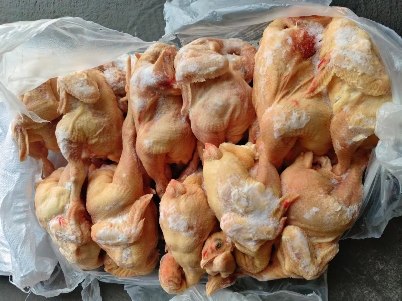 三黄鸡，白条鸡，生长45天左右的，一级二级都有，长期屠宰