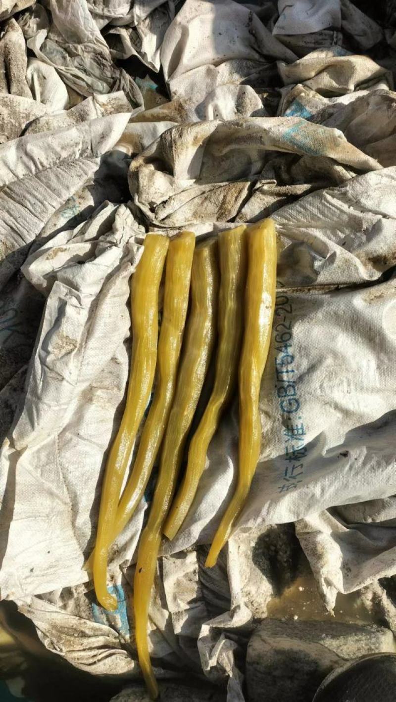 大量批发2025年夏季腌渍莴笋半成品