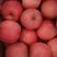 红富士苹果，条红偏红，产地批发质优价廉，靠谱支持实地考察