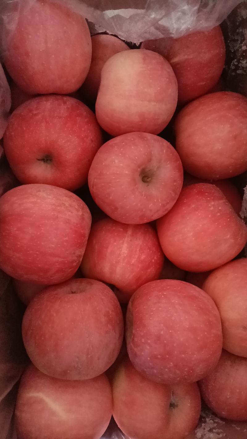 红富士苹果，条红偏红，产地批发质优价廉，靠谱支持实地考察