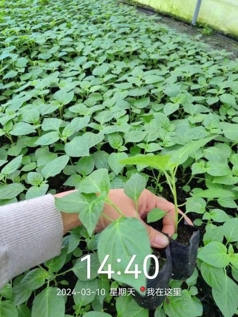 广西玉林五彩椒苗彩椒苗品种纯正假一赔十欢迎参观
