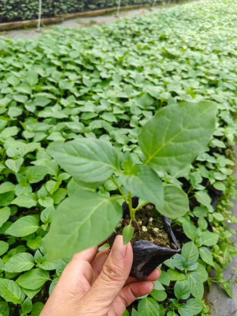 广西玉林五彩椒苗彩椒苗品种纯正假一赔十欢迎参观