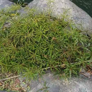 海岛叶下珠