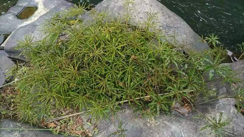 海岛叶下珠