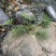 海岛叶下珠
