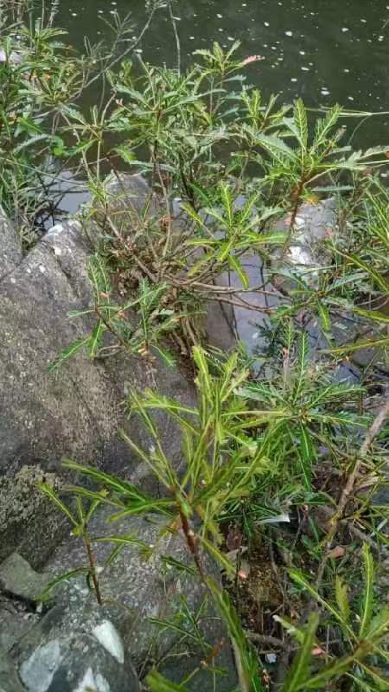 海岛叶下珠