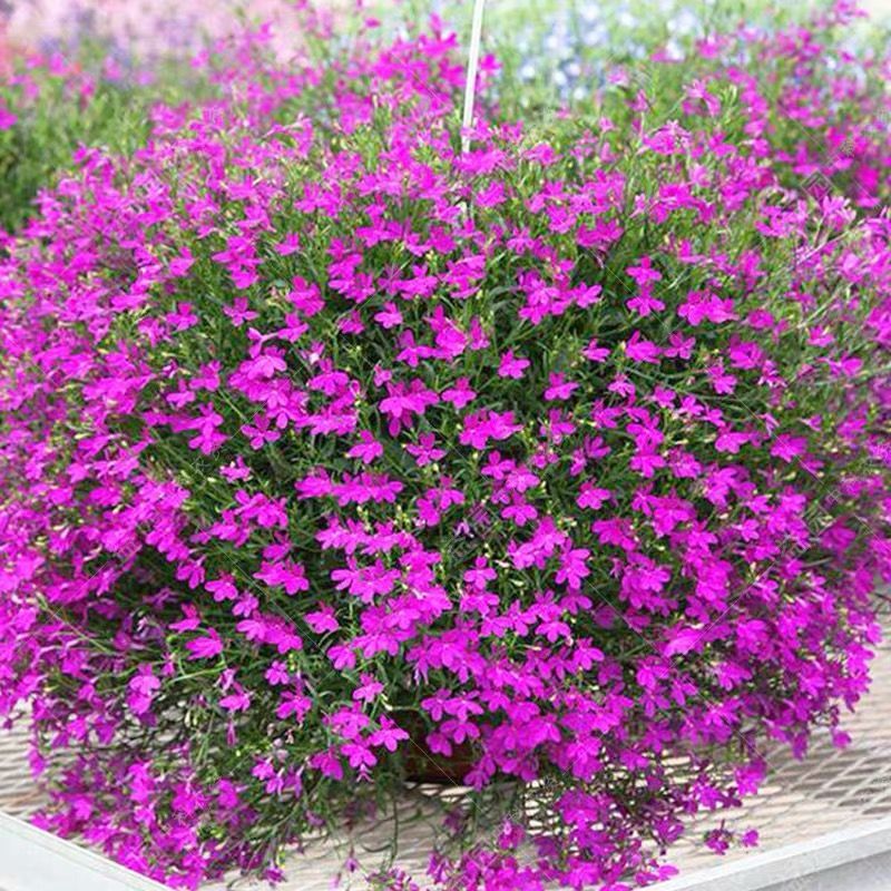 六倍利种子花卉盆栽易活爆盆室内外观植物四季开花种籽子庭院