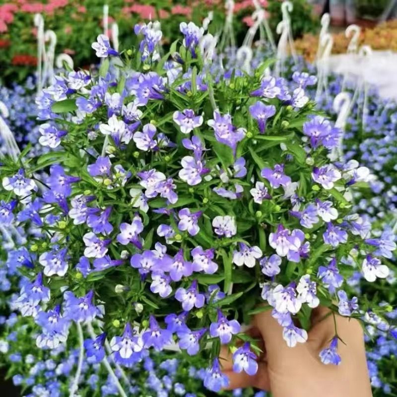 六倍利种子花卉盆栽易活爆盆室内外观植物四季开花种籽子庭院