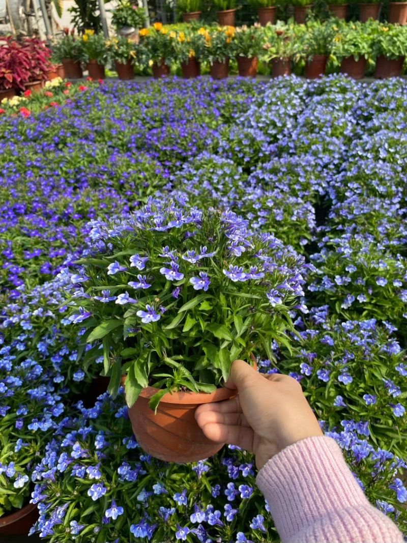 六倍利种子花卉盆栽易活爆盆室内外观植物四季开花种籽子庭院