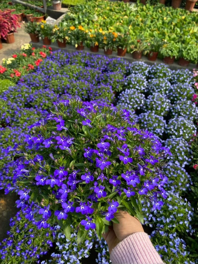 六倍利种子花卉盆栽易活爆盆室内外观植物四季开花种籽子庭院