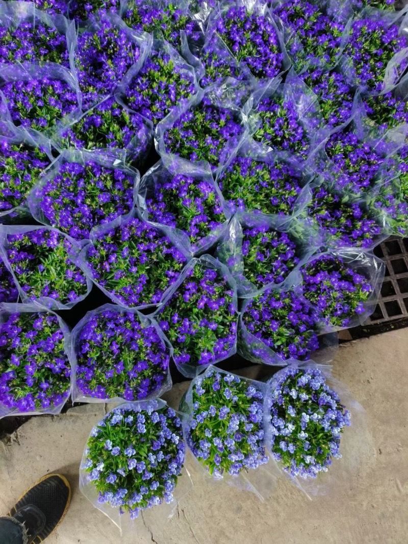 六倍利种子花卉盆栽易活爆盆室内外观植物四季开花种籽子庭院